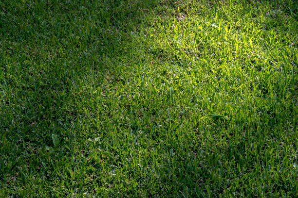 istock texture of a garden grass 1504098865