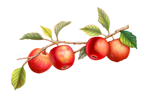Colorful red apples dangling from a leafy branch. Traditional illustration on paper, my own artwork.