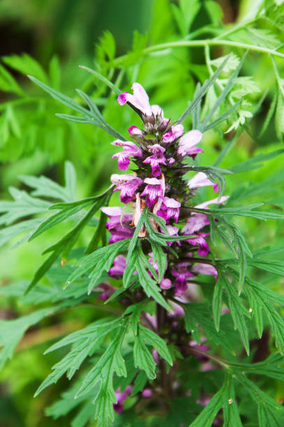 istock flower in the garden 1504099623