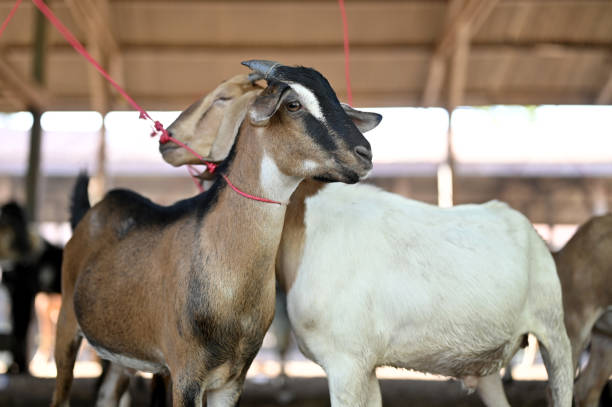 Close Up Domestic Goat