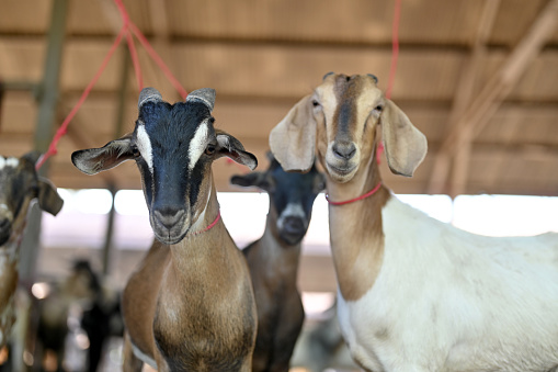 Goats walk in village, Breeding of domestic animals. Industrial animal husbandry, Livestock business concept, Farm with animals, Herd of goats grazes in field, they feed on grass in meadow.