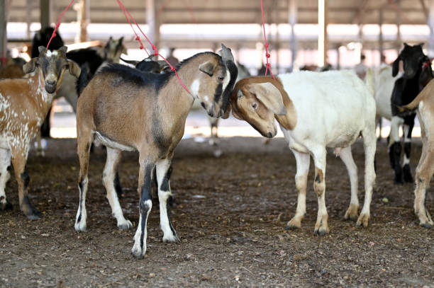 istock Close Up Domestic Goat 1504101212