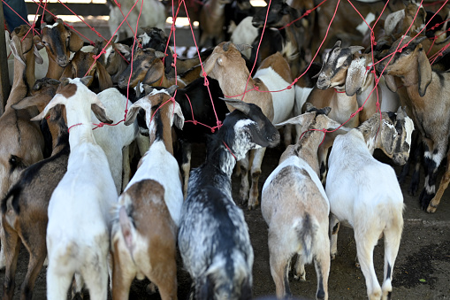 Traditional goat market