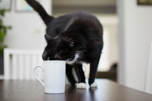 Naughty cat drinking from cup on dining table at home. Domestic life with pets.