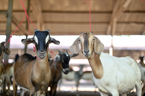 Close Up Domestic Goat