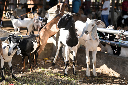 Traditional goat market