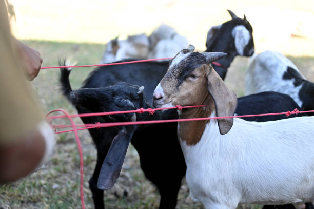 istock Traditional goat market 1504104489