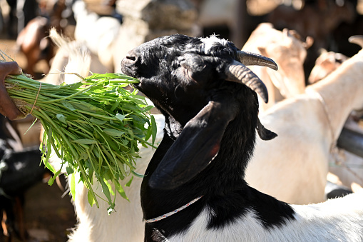Goats are given grass