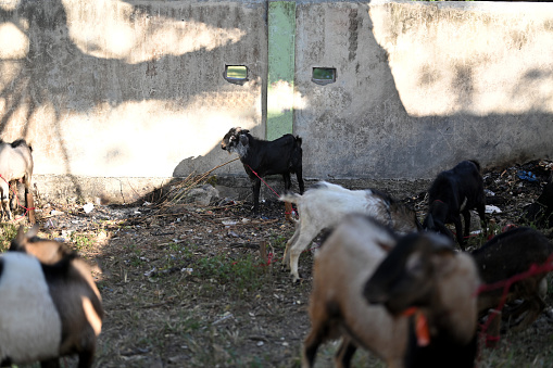 young indian goats are in wood cage.