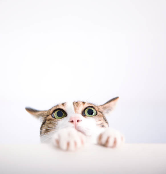 istock Cat put its paw on the  table and look up 1504110698