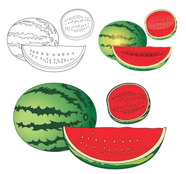 Vector illustration of Watermelon coloring book