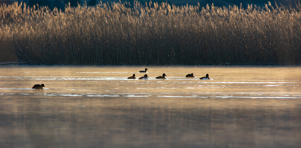 A lake with ducks surrounded by reeds. Sunrise in winter time