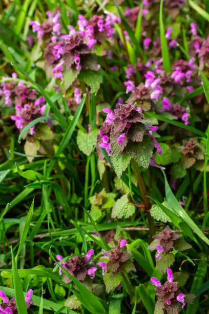 Deaf nettle blooming in a forest, Lamium purpureum. Spring purple flowers with leaves close up.