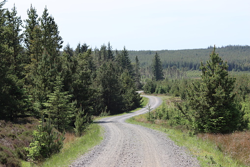 Track leading through a coniferous forest in bright sunshine