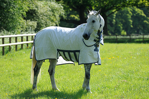 Grey horse with protective coat looking around.