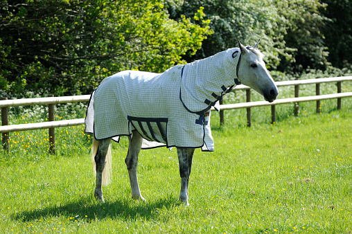 Grey horse with protective coat.