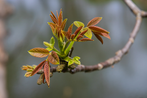 Walnut twig in spring, Walnut tree leaves and catkins close up. Walnut tree blooms, young leaves of the tree in the spring season, nature outdoors.
