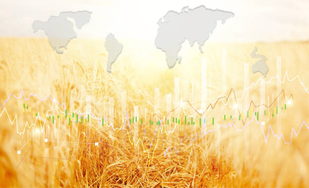 istock Rising Global grain and wheat and Flour prices crisis. Analytics data and growth graphs. Business candle stick graph chart. Golden wheat field with sky closeup, summer yellow soft colors. 1504132777