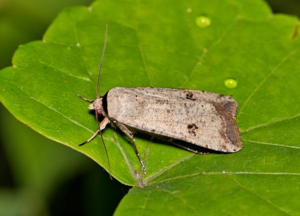 istock Green Cutworm Moth (Anicla infecta) on a leaf in Houston, TX side view. 1504143030