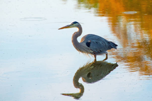 istock Great Blue Heron- Hilton Head, South Carolina 1504144929