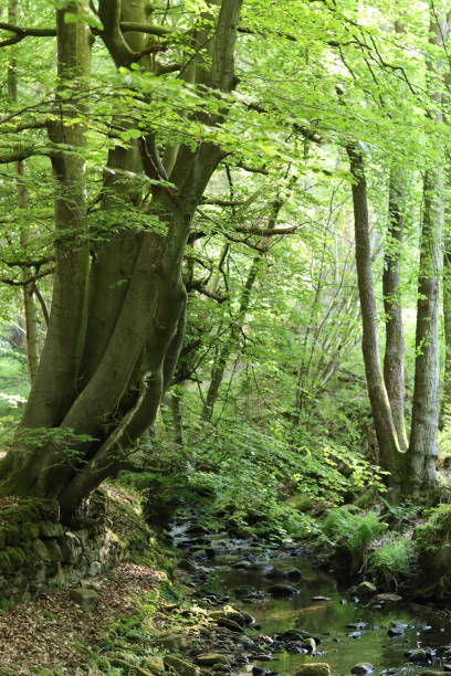 istock Woodland stream surrounded by overhanging trees and an old dry stone wall, with beautiful green reflections in dappled sunlight 1504148317