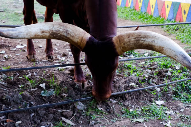 午後にケージで餌をやるロングホーンの選択的焦点。 - african buffalo ストックフォトと画像