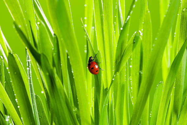 istock beautiful ladybug on the green grass 150415745