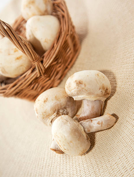 Mushroom mushroom stock photo