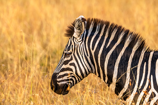 Lone zebra in expanse of high grass in warm evening light – Masai Mara, Kenya