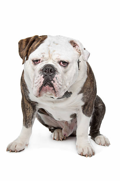 istock Old English Bulldog 150416272