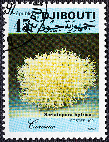 DJIBOUTI - CIRCA 1991: stamp printed by Djibouti, shows coral, circa 1991