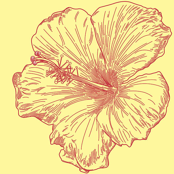 Yellow Hibiscus - Line Art vector art illustration