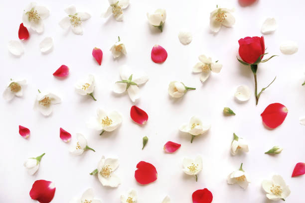 istock floral pattern of roses and jasmine 1504164921