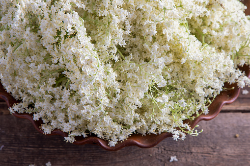 Elder flowers. White flower shrub. Harvesting buds for making syrup and drink. Cooking and food in a bowl on the table. Sambucus plant