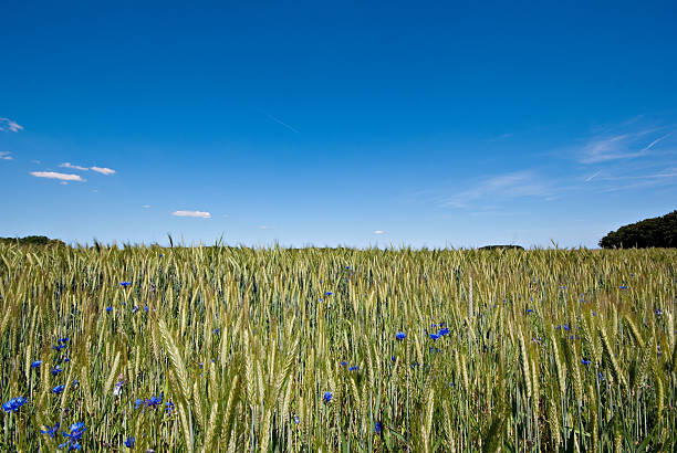 Field and blue sky.