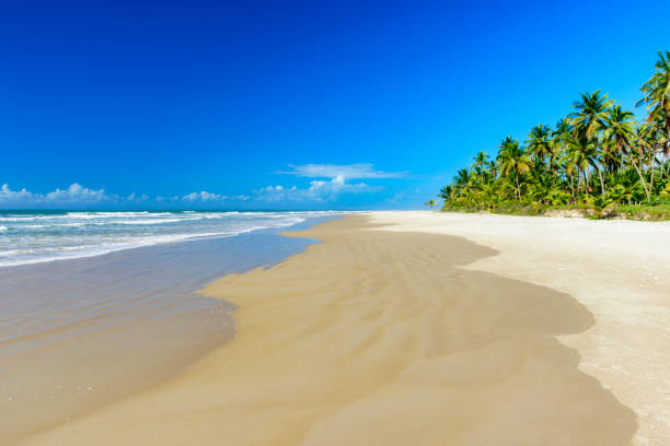 istock Tropical beach with coconut trees next to the sea 1504165614