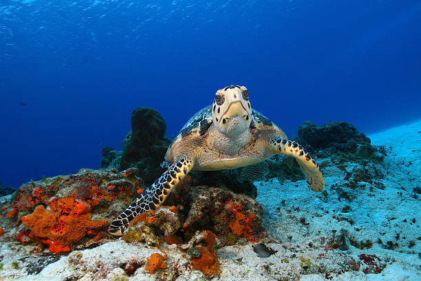 Hawksbill Turtle (Eretmochelys imbricata) in Cozumel Mexico Hawksbill Turtle (Eretmochelys imbricata) pausing to look at the camera in the clear blue water of Cozumel Mexico gulf of mexico stock pictures, royalty-free photos & images