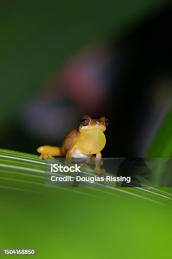 istock Frog Making Sound 1504168850