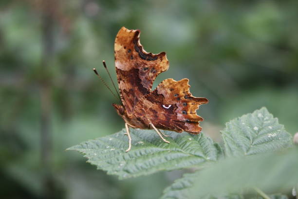 istock Camouflage Comma Butterfly on a green leaf 1504169761