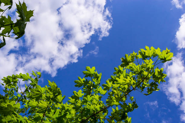 Green fresh maple leaves in macro with a blue sky. Summer sunny day, background image, spring concept.