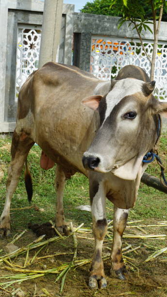 istock A Cow standing in field, 1504170160