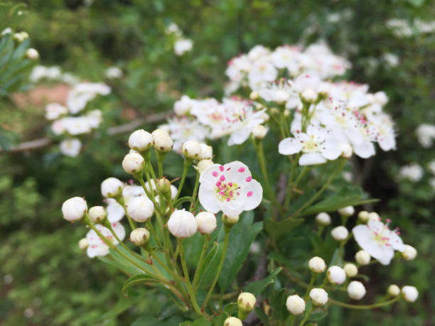 fleur de fleur d’aubépine sur branche d’arbre. buisson à floraison printanière - 16377 photos et images de collection