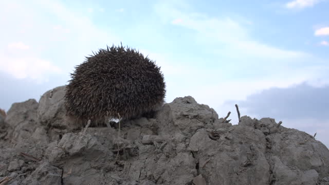 European hedgehog (Erinaceus europaeus) in Azerbaijan