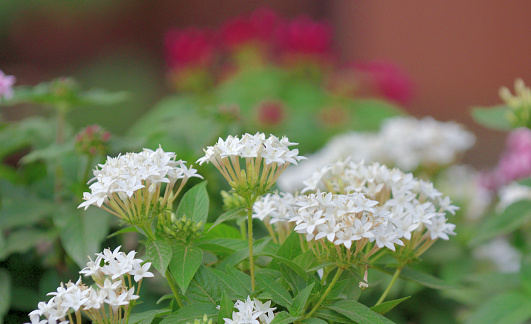 Pentas lanceolata, also called Egyptian star clusters or star flower, is native from Yemen to East Africa. It blooms all summer long to autumn frost, with clusters of starry flowers. The color of flower ranges from red, pink, lilac and white. It is one of the best butterfly-attracting flowers.\nThe multi-color background consists of defocused celosia flowers.