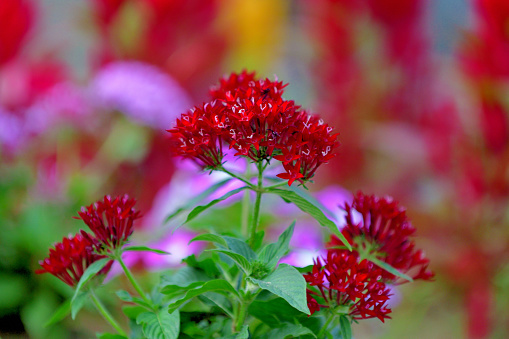 Pentas lanceolata, also called Egyptian star clusters or star flower, is native from Yemen to East Africa. It blooms all summer long to autumn frost, with clusters of starry flowers. The color of flower ranges from red, pink, lilac and white. It is one of the best butterfly-attracting flowers.\nThe multi-color background consists of defocused celosia flowers.