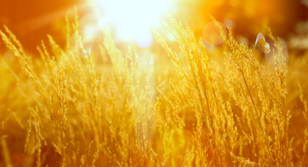 istock Art summer or autumn sunny forest nature background 1504173415