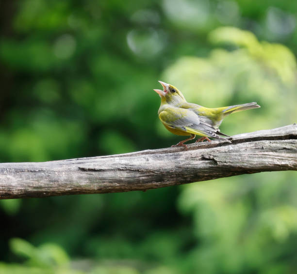 L 14-16 cm.\nBreeds at woodland edge, in wooded pasture and copses, in bushy areas and in parks and gardens. Common in villages and towns.\nHardy, and many overwinter in N, but some migrate to W and SW Europe.\nAlways wary, at times shy. \nNests in tree, bush or trellis.\n\nThis is a quite common Bird in the described Habitats in the Netherlands.