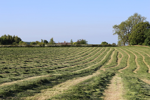 Rows of cut hay in a rural farm field, drying in sun