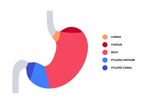 Stomach structure poster. Upper abdomen sections, fundus, body, antrum and pylorus. Digestive system concept. Gastric diagram, internal organ anatomical isolated flat vector illustration for clinic