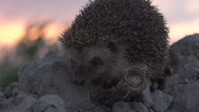 European hedgehog (Erinaceus europaeus) in Azerbaijan